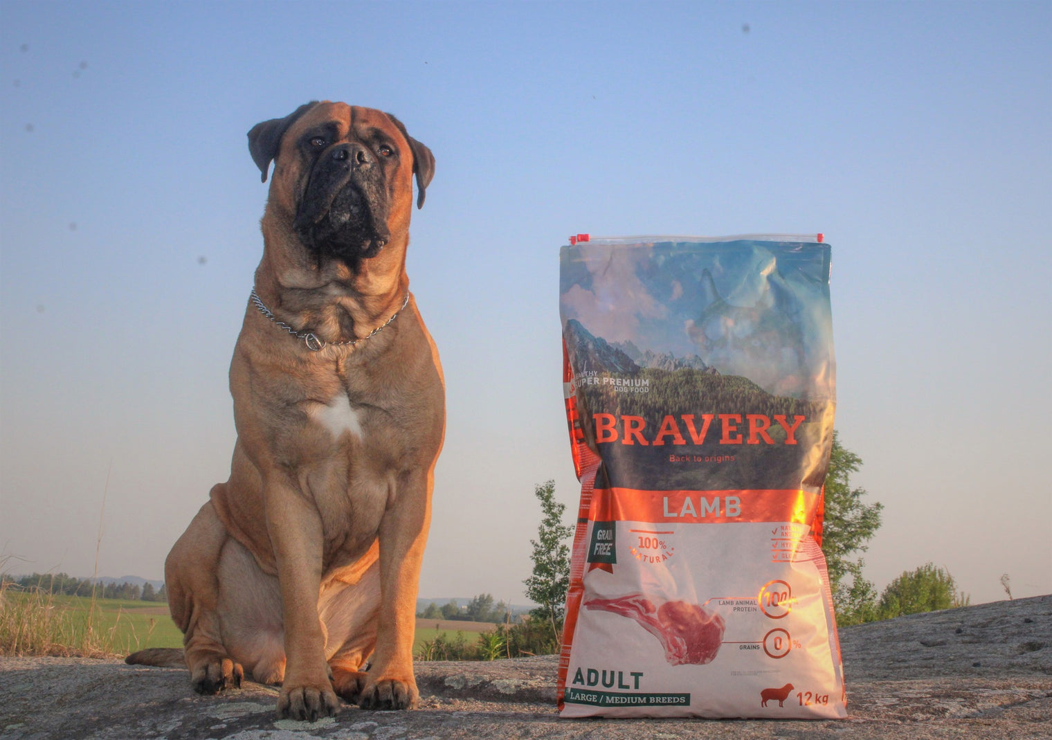 Brave Bites: A Seven-Day Guide to Transitioning Your Furry Friend to Bravery Pet Food Canada